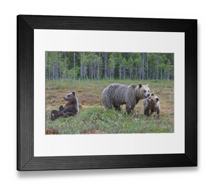 Framed Print : European Brown Bear (Ursus arctos arctos) adult female, with two cubs, in bog habitat, Northeast Finland Framed Print : European Brown Bear (Ursus arctos arctos) adult female, with two cubs, in bog habitat, Northeast Finland
