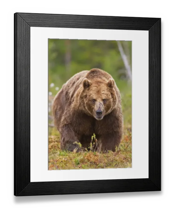 Framed Print : European Brown Bear (Ursus arctos arctos) adult, walking in boreal bog, Northeast Finland Framed Print : European Brown Bear (Ursus arctos arctos) adult, walking in boreal bog, Northeast Finland