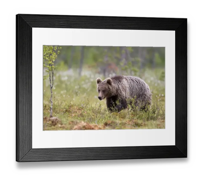 Framed Print : European Brown Bear (Ursus arctos arctos) adult, walking in boreal bog, Northeast Finland Framed Print : European Brown Bear (Ursus arctos arctos) adult, walking in boreal bog, Northeast Finland