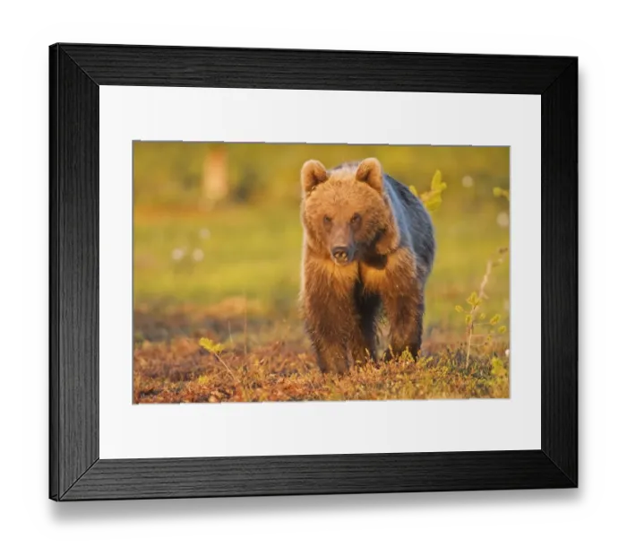 Framed Print : European Brown Bear (Ursus arctos arctos) adult, standing in boreal bog, in evening sunlight, Northeast Finland Framed Print : European Brown Bear (Ursus arctos arctos) adult, standing in boreal bog, in evening sunlight, Northeast Finland
