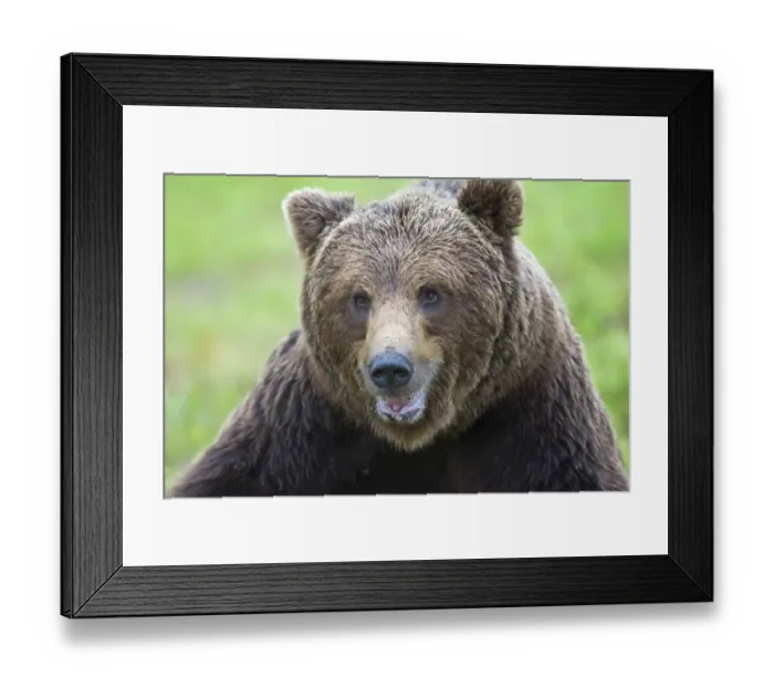 Framed Print : European Brown Bear (Ursus arctos arctos) adult, close-up of head, in boreal bog, Northeast Finland Framed Print : European Brown Bear (Ursus arctos arctos) adult, close-up of head, in boreal bog, Northeast Finland
