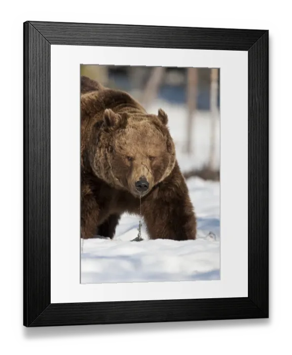 Framed Print : European Brown Bear (Ursus arctos arctos) adult, dribbling, standing in snow, Ruhtinansalmi, Oulu, Finland Framed Print : European Brown Bear (Ursus arctos arctos) adult, dribbling, standing in snow, Ruhtinansalmi, Oulu, Finland