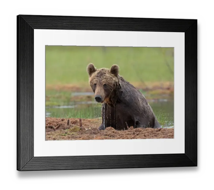 Framed Print : European Brown Bear (Ursus arctos arctos) adult, emerging from water, Finland Framed Print : European Brown Bear (Ursus arctos arctos) adult, emerging from water, Finland