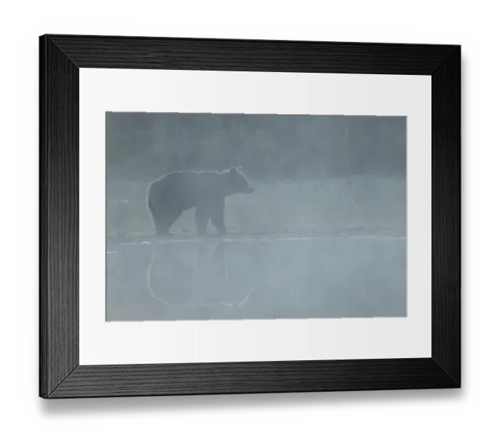 Framed Print : European Brown Bear (Ursus arctos arctos) adult, standing at edge of pool with reflection in early morning mist Framed Print : European Brown Bear (Ursus arctos arctos) adult, standing at edge of pool with reflection in early morning mist