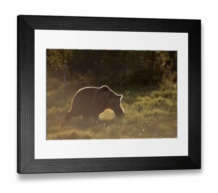 Framed Print : European Brown Bear (Ursus arctos arctos) adult, backlit, walking at edge of coniferous forest in late evening