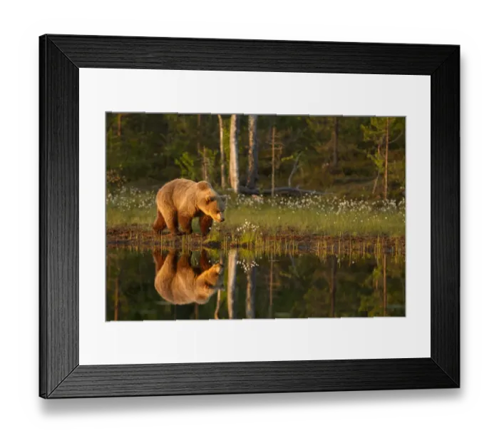 Framed Print : European Brown Bear (Ursus arctos arctos) adult, walking beside pool with reflection in evening sunlight, Finland, june Framed Print : European Brown Bear (Ursus arctos arctos) adult, walking beside pool with reflection in evening sunlight, Finland, june