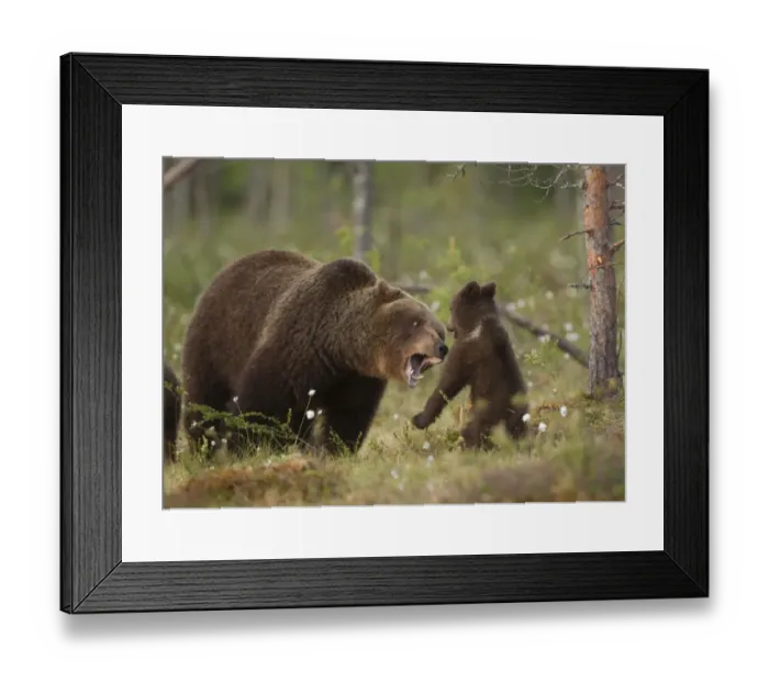 Framed Print : European Brown Bear (Ursus arctos arctos) adult female with young cub, playfighting, Finland, june