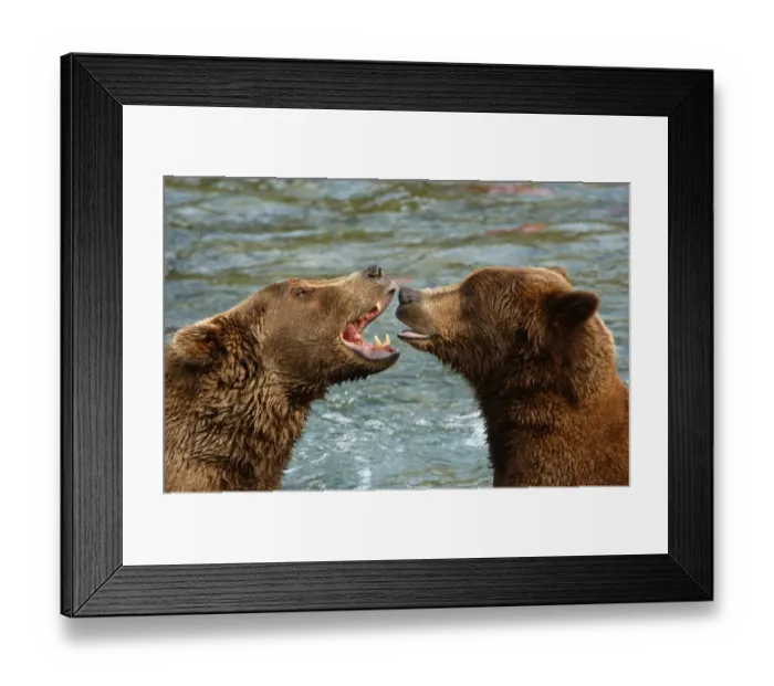 Framed Print : Brown Bear (Ursus arctos) Two growling at each other in river - Alaska, U. S. A Framed Print : Brown Bear (Ursus arctos) Two growling at each other in river - Alaska, U. S. A