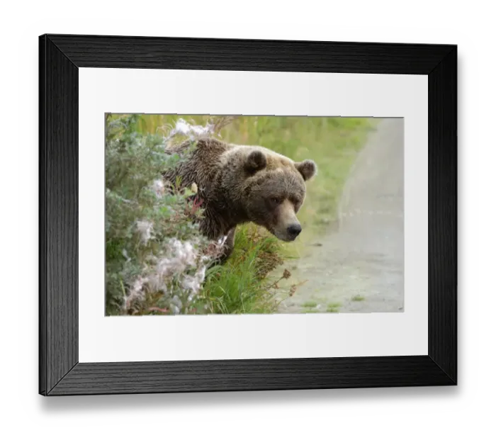 Framed Print : Brown Bear (Ursus arctos) Looking out from behind bush - Alaska, U. S. A Framed Print : Brown Bear (Ursus arctos) Looking out from behind bush - Alaska, U. S. A