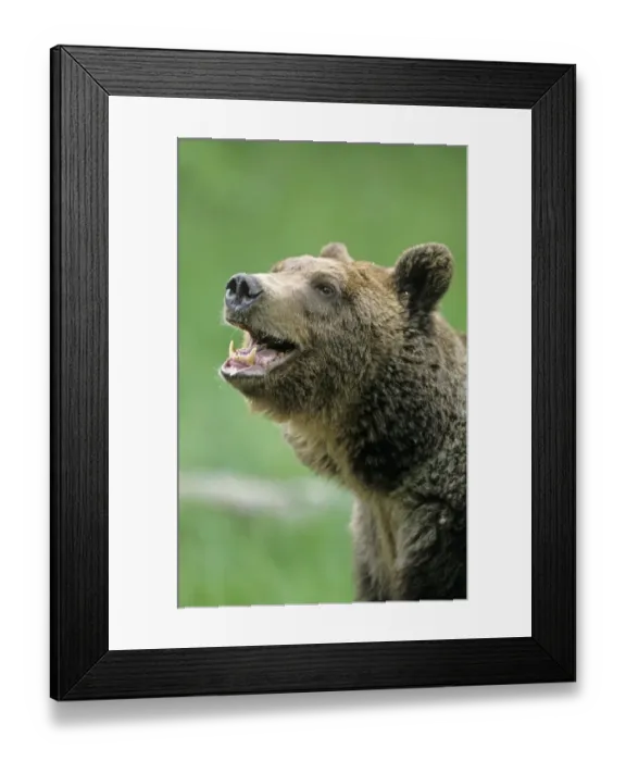 Framed Print : Grizzly Bear (Ursus arctos horribilis) adult male, close-up of head, mouth open Framed Print : Grizzly Bear (Ursus arctos horribilis) adult male, close-up of head, mouth open