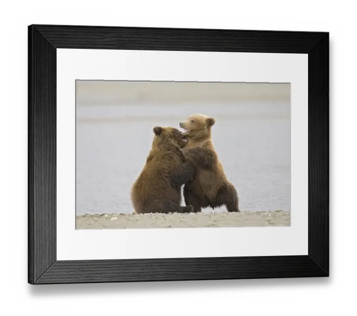 Framed Print : Grizzly Bear (Ursus arctos) two cubs, play-fighting beside water, Alaska, U. S. A Framed Print : Grizzly Bear (Ursus arctos) two cubs, play-fighting beside water, Alaska, U. S. A