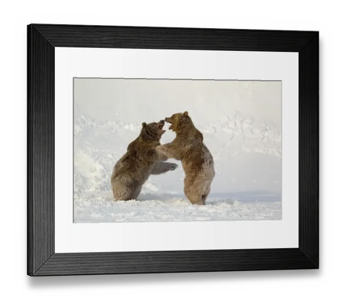 Framed Print : Grizzly Bear (Ursus arctos horribilis) two adults, fighting in snow, Montana, U. S. A. january (captive)