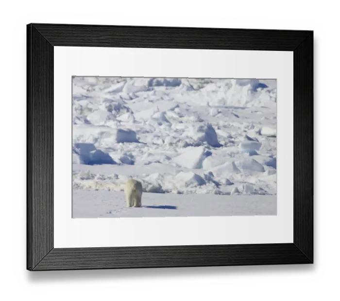 Framed Print : Polar Bear (Ursus maritimus) adult, rear view, walking on sea ice, Spitsbergen, Svalbard
