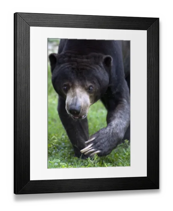 Framed Print : Malaysian Sun Bear (Helarctos malayanus) adult, close-up of head and paws Framed Print : Malaysian Sun Bear (Helarctos malayanus) adult, close-up of head and paws