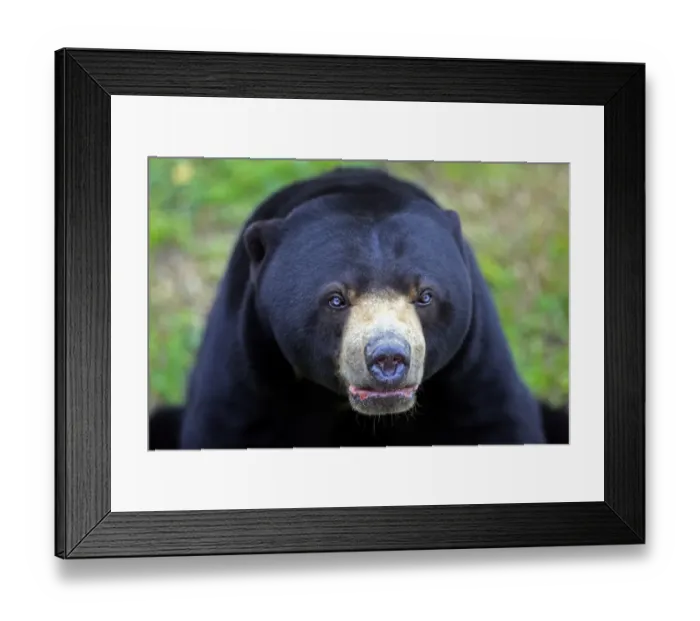 Framed Print : Malaysian Sun Bear (Helarctos malayanus) adult male, close-up of head, captive Framed Print : Malaysian Sun Bear (Helarctos malayanus) adult male, close-up of head, captive