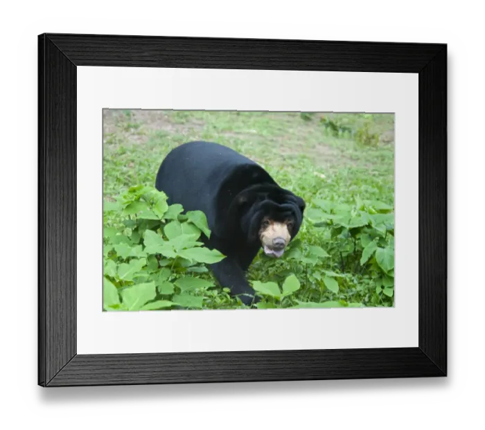 Framed Print : Malaysian Sun Bear (Helarctos malayanus) adult, walking, Animals Asia Foundation Sanctuary, Tam Dao N. P. Vietnam Framed Print : Malaysian Sun Bear (Helarctos malayanus) adult, walking, Animals Asia Foundation Sanctuary, Tam Dao N. P. Vietnam