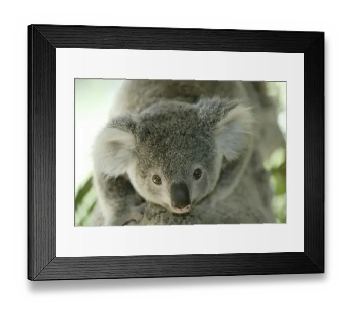 Framed Print : Koala Phascolarctos cinereus Phascolarctos cinereus baby riding on back Framed Print : Koala Phascolarctos cinereus Phascolarctos cinereus baby riding on back