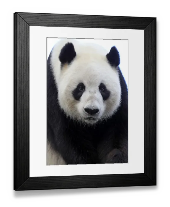 Framed Print : Giant Panda (Ailuropoda melanoleuca) adult, close-up of head, Adelaide Zoo Framed Print : Giant Panda (Ailuropoda melanoleuca) adult, close-up of head, Adelaide Zoo