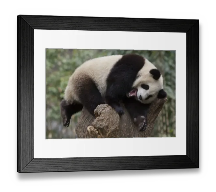 Framed Print : Giant Panda (Ailuropoda melanoleuca) cub, with mouth open, resting on stump, Wolong Valley, Himalayas, Sichuan Framed Print : Giant Panda (Ailuropoda melanoleuca) cub, with mouth open, resting on stump, Wolong Valley, Himalayas, Sichuan