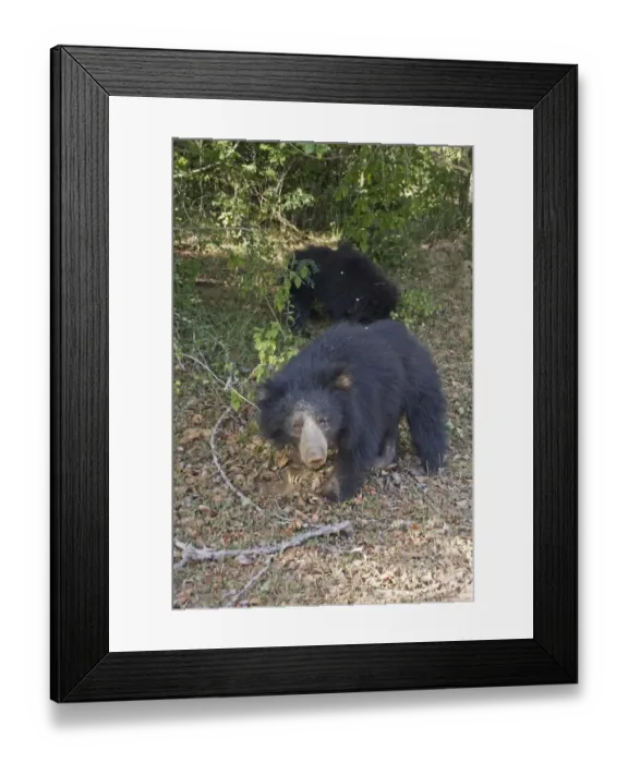 Framed Print : female sloth bear with cub - Yala National Park Sri Lanka Framed Print : female sloth bear with cub - Yala National Park Sri Lanka