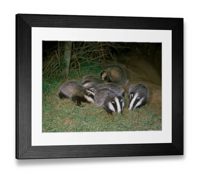 Framed Print : Eurasian Badger (Meles meles) juveniles, group foraging at sett entrance, England Framed Print : Eurasian Badger (Meles meles) juveniles, group foraging at sett entrance, England