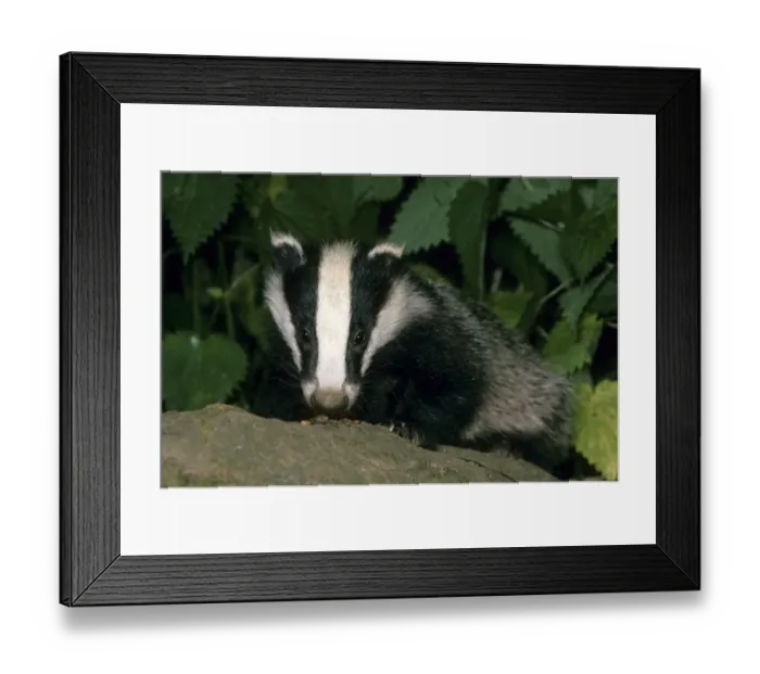 Framed Print : Eurasian Badger (Meles meles) Close-up Framed Print : Eurasian Badger (Meles meles) Close-up