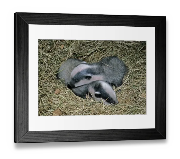 Framed Print : Eurasian Badger (Meles meles) four week old cubs, England, march