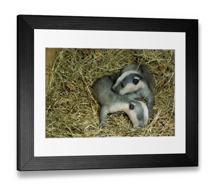 Framed Print : Eurasian Badger (Meles meles) Two four week old cubs in sett