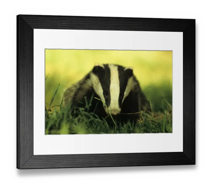 Framed Print : Eurasian Badger (Meles meles) Cub foraging at sunset - Derbyshire, England Framed Print : Eurasian Badger (Meles meles) Cub foraging at sunset - Derbyshire, England