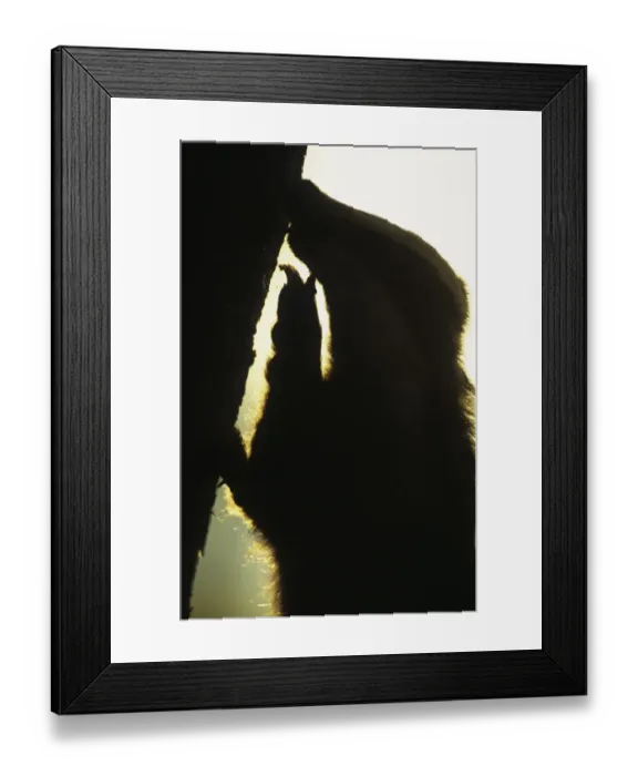 Framed Print : Eurasian Badger (Meles meles) Adult silhouette scratching tree trunk - Derbyshire, England Framed Print : Eurasian Badger (Meles meles) Adult silhouette scratching tree trunk - Derbyshire, England