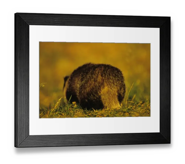 Framed Print : Eurasian Badger (Meles meles) rear view, foraging, Derbyshire, England Framed Print : Eurasian Badger (Meles meles) rear view, foraging, Derbyshire, England