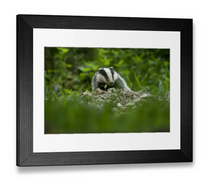 Framed Print : Eurasian Badger (Meles meles) adult, emerging from sett, in daylight, Oxfordshire, England Framed Print : Eurasian Badger (Meles meles) adult, emerging from sett, in daylight, Oxfordshire, England