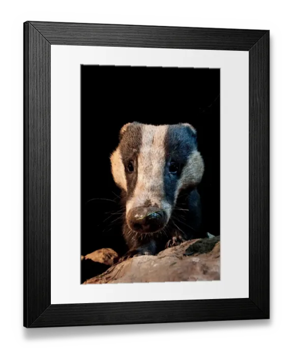 Framed Print : Eurasian Badger (Meles meles) adult, close-up of head, at night, England Framed Print : Eurasian Badger (Meles meles) adult, close-up of head, at night, England