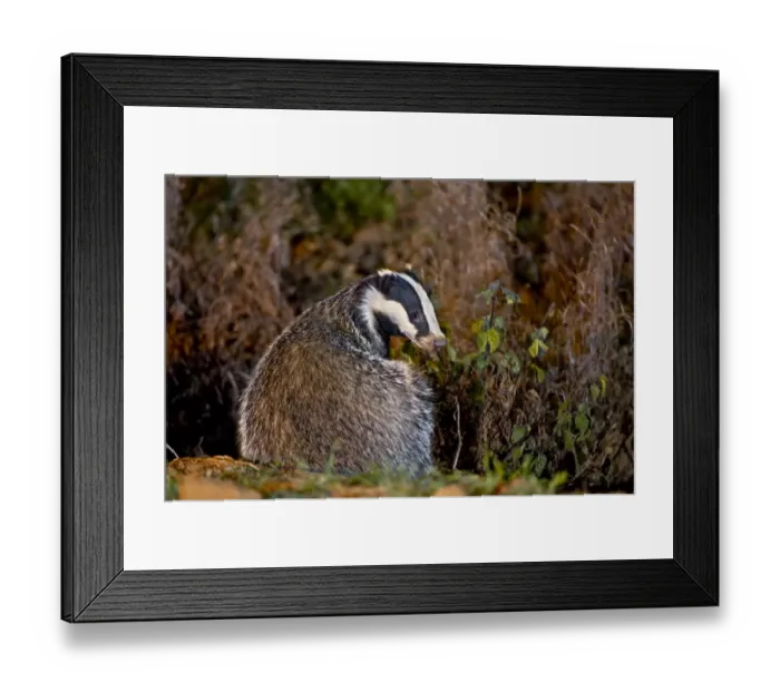 Framed Print : Eurasian Badger (Meles meles) adult, sitting, looking over shoulder at dusk, England Framed Print : Eurasian Badger (Meles meles) adult, sitting, looking over shoulder at dusk, England