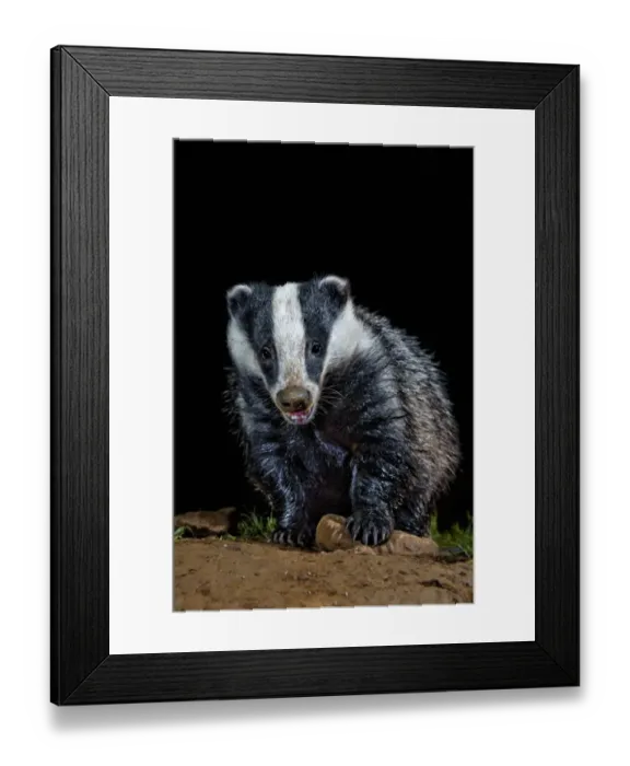 Framed Print : Eurasian Badger (Meles meles) adult, foraging at night, England Framed Print : Eurasian Badger (Meles meles) adult, foraging at night, England