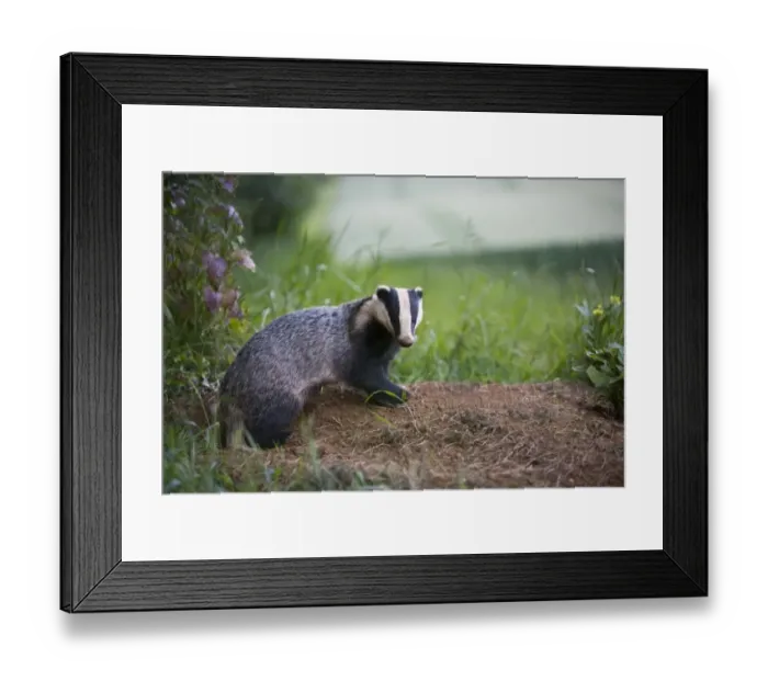 Framed Print : Eurasian Badger (Meles meles) adult, standing at sett entrance, at edge woodland beside arable farmland, Oxfordshire, England, june Framed Print : Eurasian Badger (Meles meles) adult, standing at sett entrance, at edge woodland beside arable farmland, Oxfordshire, England, june