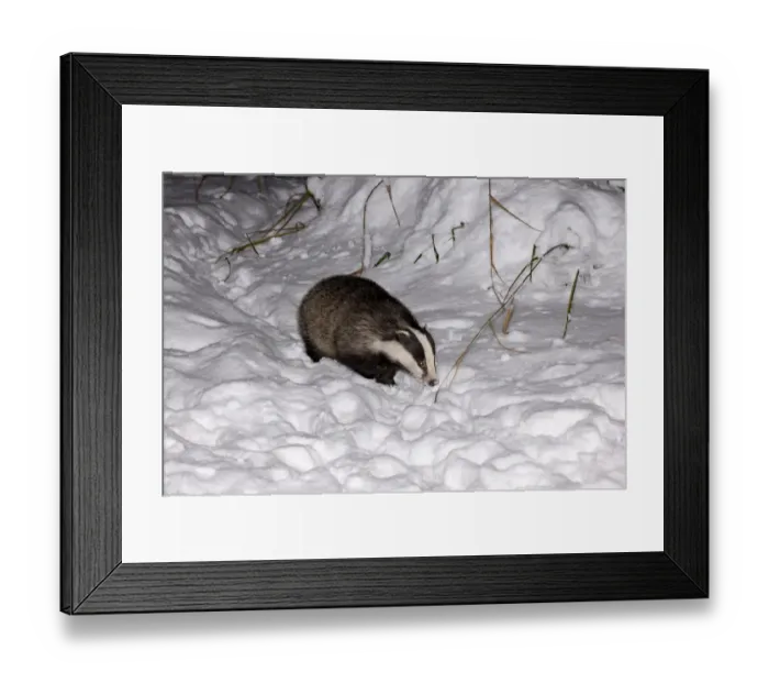 Framed Print : Eurasian Badger (Meles meles) adult, walking in snow at night, Sussex, England, winter Framed Print : Eurasian Badger (Meles meles) adult, walking in snow at night, Sussex, England, winter