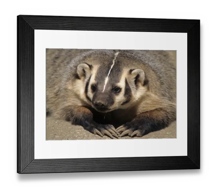 Framed Print : American Badger (Taxidea taxus) close-up of head and claws