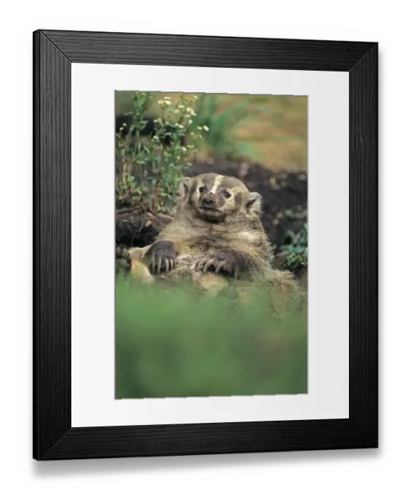 Framed Print : American Badger (Taxidea taxus) adult laying on back Framed Print : American Badger (Taxidea taxus) adult laying on back