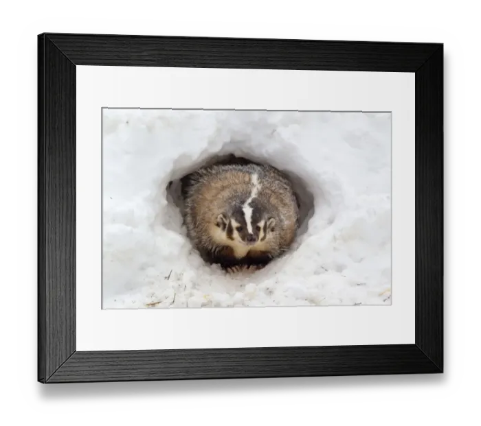 Framed Print : American Badger (Taxidea taxus) adult, at sett entrance in snow, Montana, U. S. A, january (captive) Framed Print : American Badger (Taxidea taxus) adult, at sett entrance in snow, Montana, U. S. A, january (captive)
