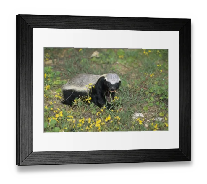 Framed Print : Honey Badger (Mellivora capensis) adult, feeding on chick, Israel Framed Print : Honey Badger (Mellivora capensis) adult, feeding on chick, Israel