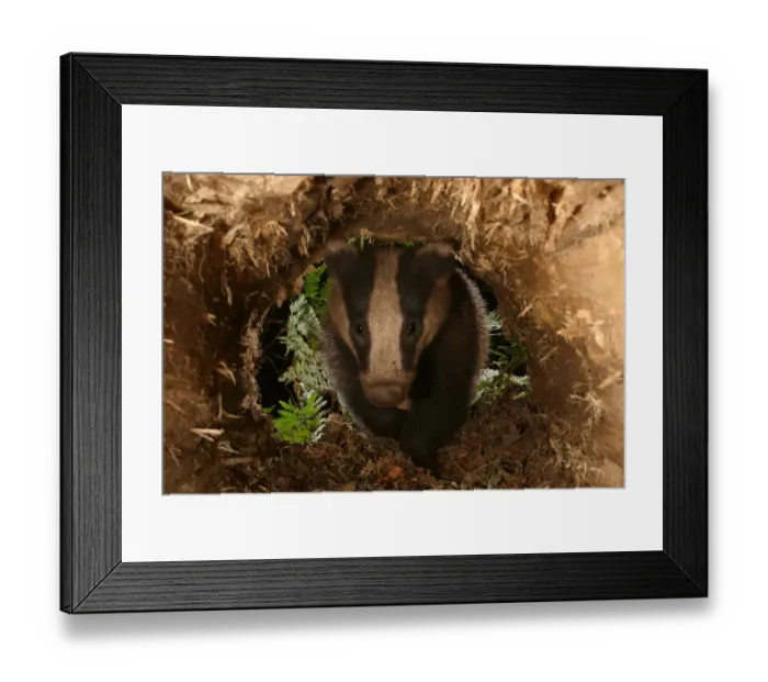Framed Print : Badger approaching a hollow log in a woodland. meles meles Framed Print : Badger approaching a hollow log in a woodland. meles meles