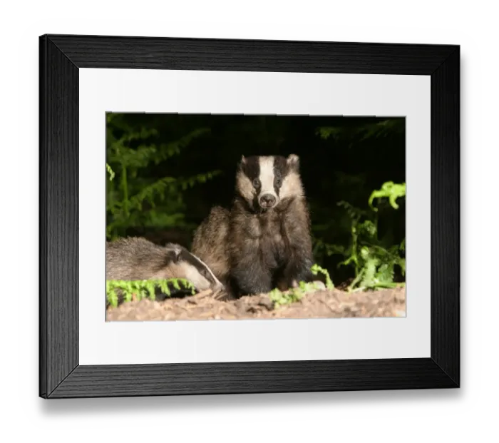 Framed Print : Badger in a woodland. side, face on, meles meles Framed Print : Badger in a woodland. side, face on, meles meles