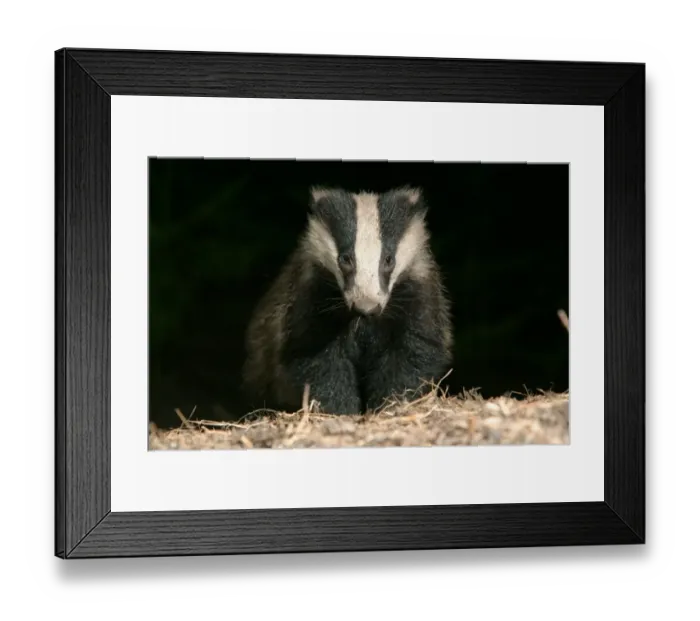 Framed Print : Badger in a woodland. approaching camera, front on, black b / g meles meles Framed Print : Badger in a woodland. approaching camera, front on, black b / g meles meles
