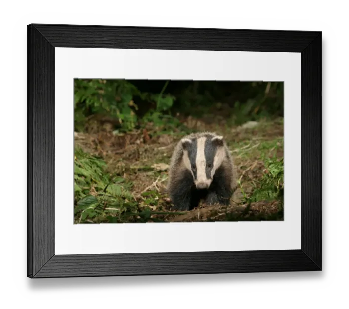 Framed Print : Badger in a woodland. approaching camera, front on meles meles Framed Print : Badger in a woodland. approaching camera, front on meles meles