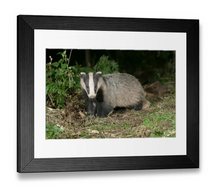 Framed Print : Badger in a woodland. side, full body shown meles meles Framed Print : Badger in a woodland. side, full body shown meles meles