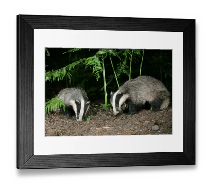 Framed Print : Badger in woodland, 2 facing each other, meles meles Framed Print : Badger in woodland, 2 facing each other, meles meles