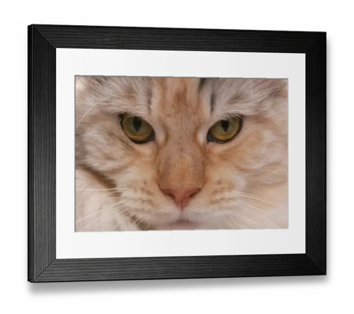Framed Print : Domestic Cat, Silver, Cream and White Maine Coon, adult, close-up of face
