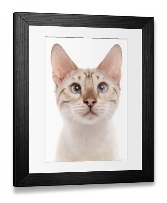 Framed Print : Domestic Cat, Bengal, blue-eyed snow marbled, adult, close-up of head Framed Print : Domestic Cat, Bengal, blue-eyed snow marbled, adult, close-up of head