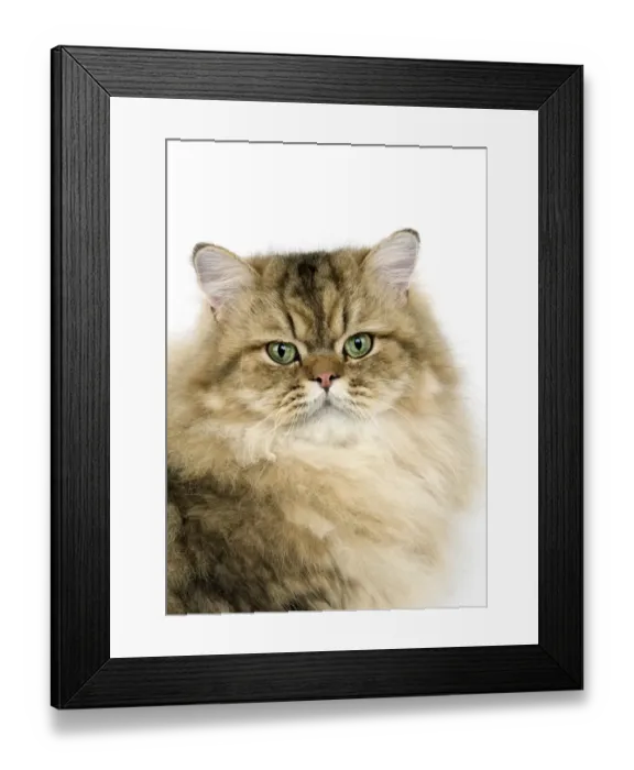 Framed Print : Domestic Cat, Golden Persian, adult, close-up of head